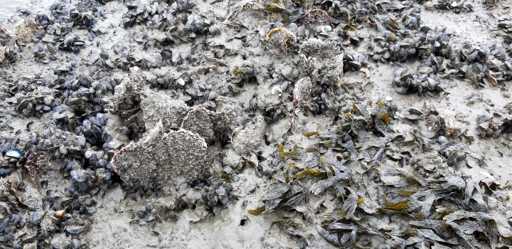 Bestandserfassung Muschelbank 2021