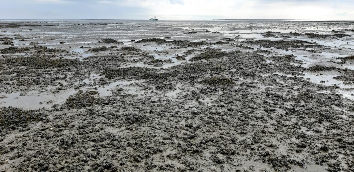 Bestandserfassung Muschelbank 2021