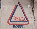 Delta Muschel